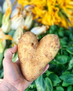una patata in una mano